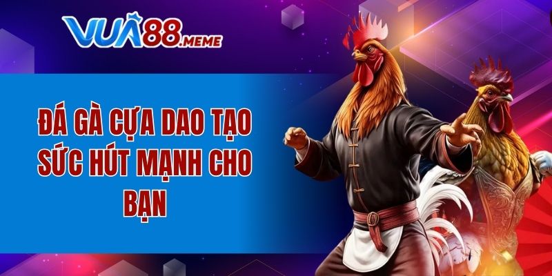 Đá gà cựa dao tạo sức hút mạnh cho bạn