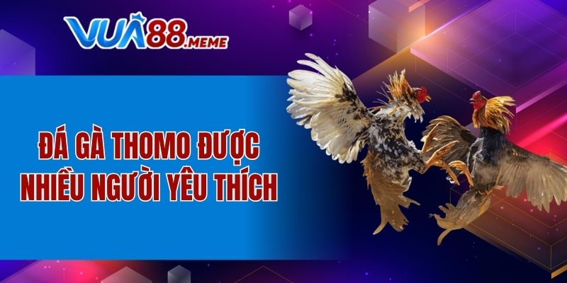 Đá gà Thomo được nhiều người yêu thích