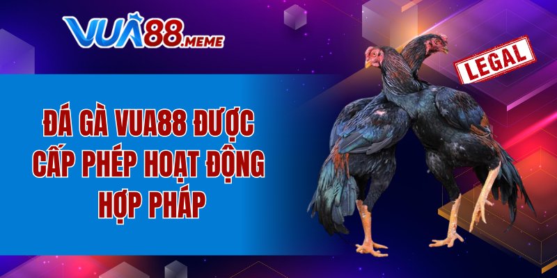 Đá gà VUA88 được cấp phép hoạt động hợp pháp