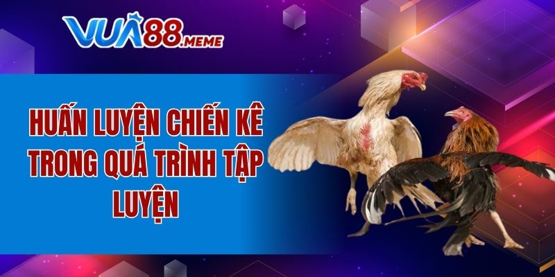 Huấn luyện chiến kê trong quá trình tập luyện