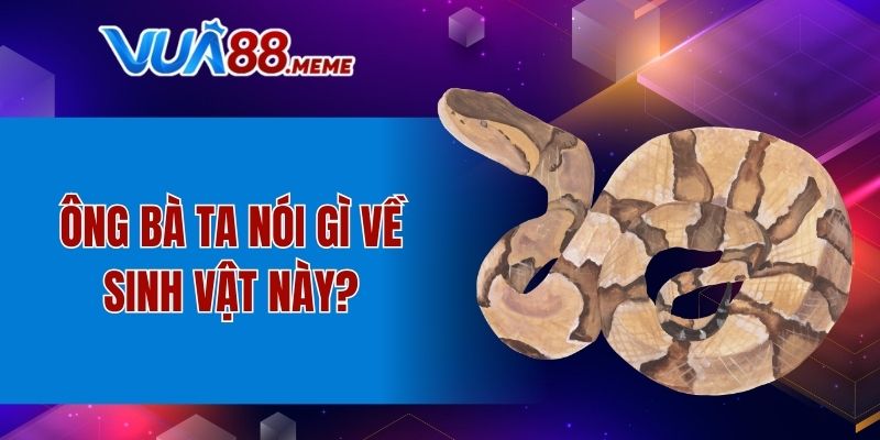 Mơ Thấy Trăn Đánh Số Mấy - Thông Điệp May Mắn Từ Giấc Mơ 4 Ông bà ta nói gì về sinh vật này?